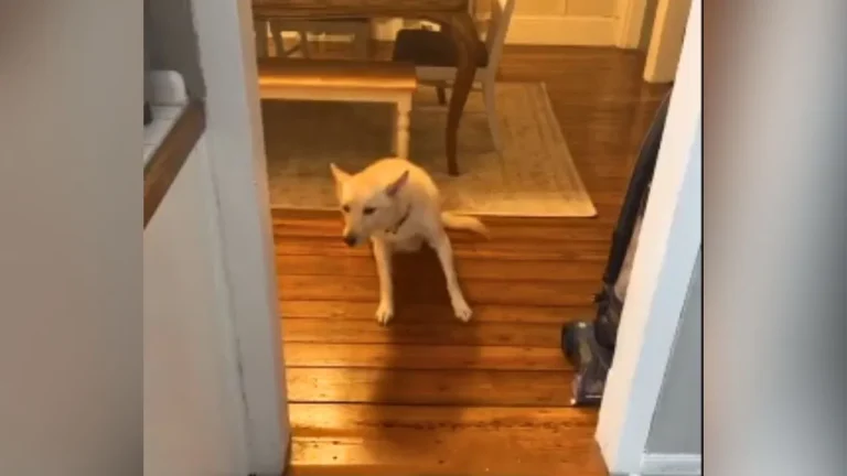 dog-1