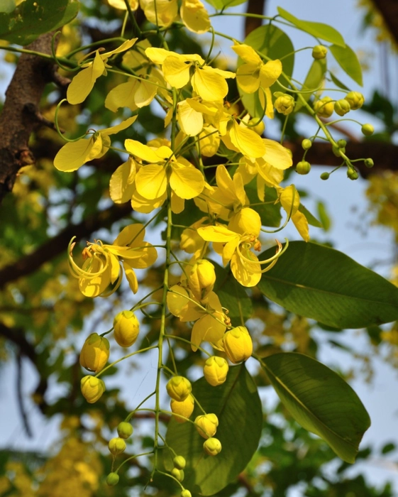 Amaltas : आपकी त्वचा और स्वास्थ्य के लिए एक अद्भुत उपाय...