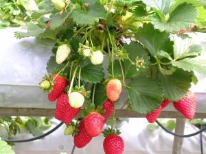 m-2022-09-Strawberries-in-pot-1200px-300x225