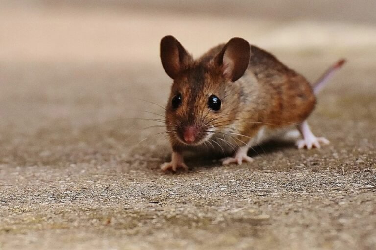 rat