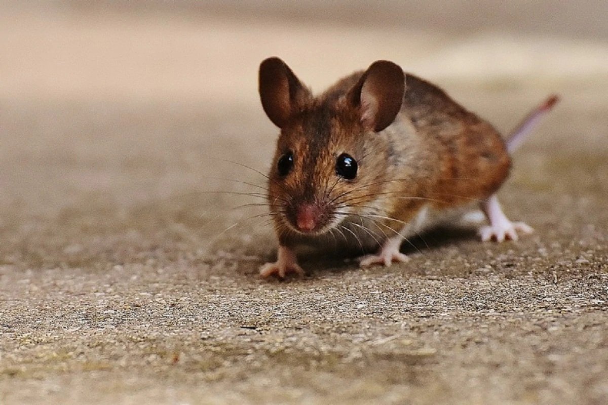 rat