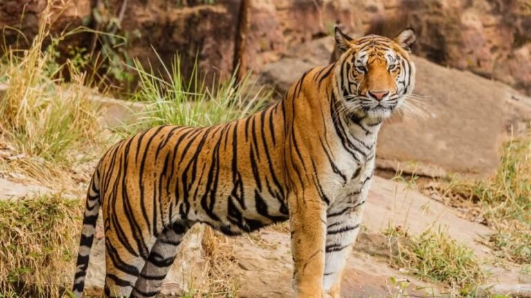 tiger