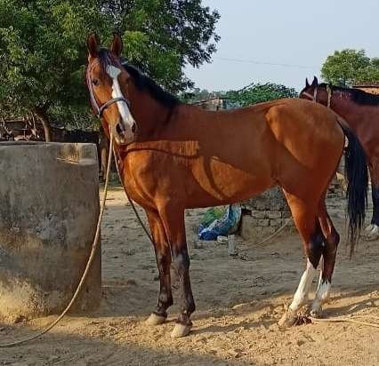 कच्छी सिंधी