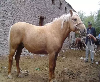 जांसकारी