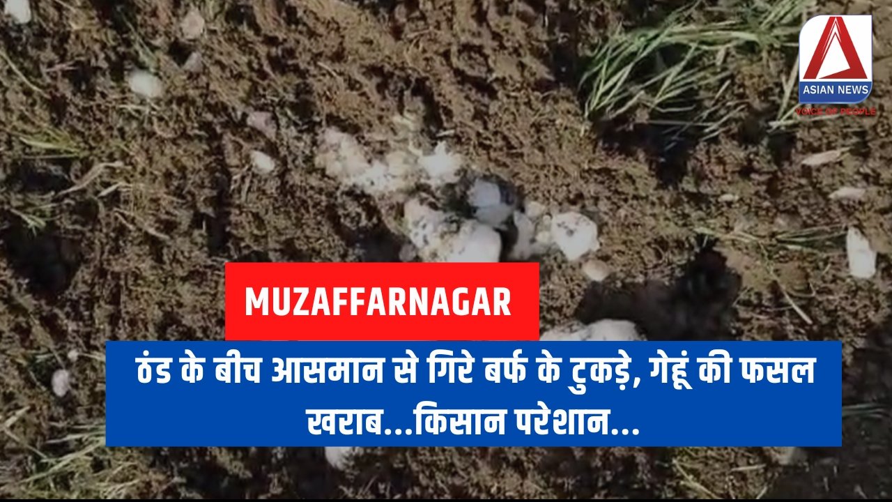 Muzaffarnagar Breaking : ठंड के बीच आसमान से गिरे बर्फ के टुकड़े, गेहूं की फसल खराब...किसान परेशान...