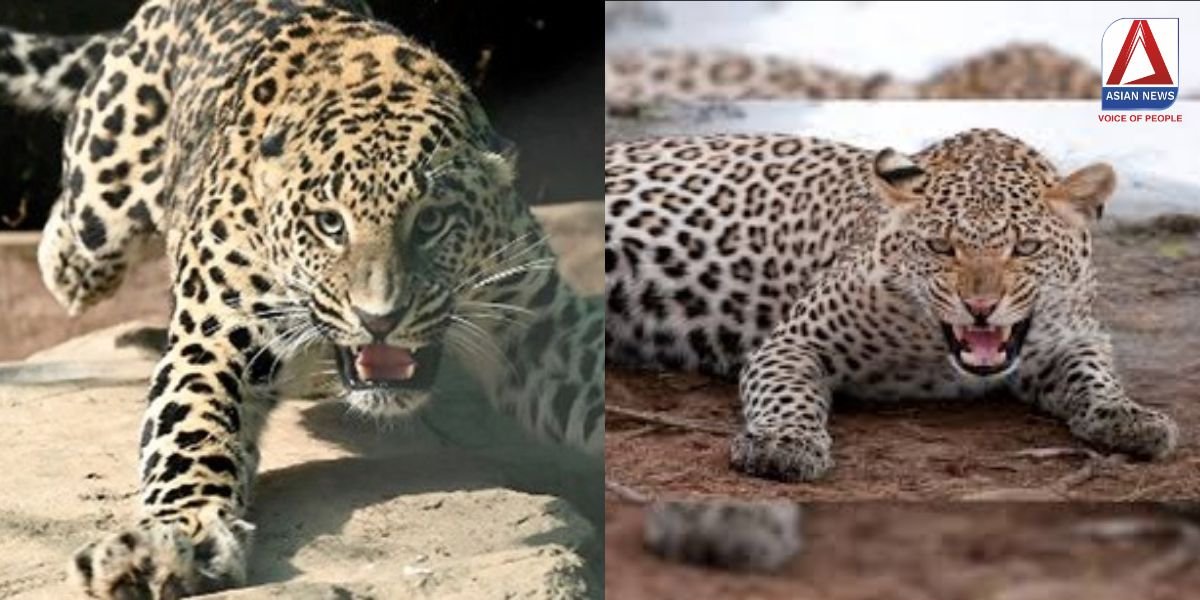 बूढी महिला को उठा ले गया तेंदुआ जानिए फिर क्या हुआ