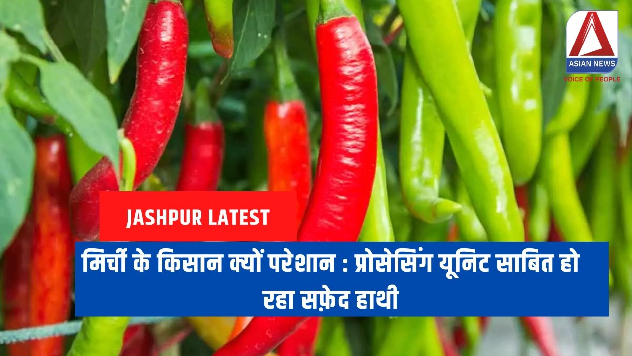 मिर्ची के किसान क्यों परेशान प्रोसेसिंग यूनिट साबित हो रहा सफ़ेद हाथी