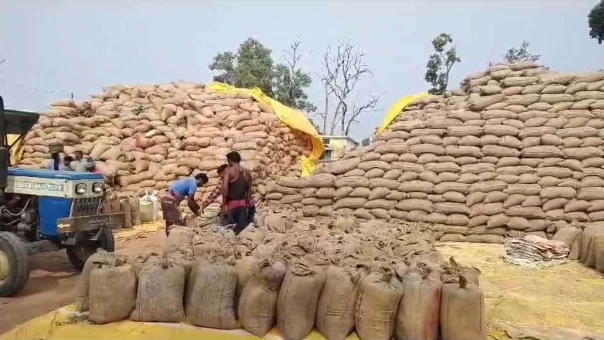 Dhan Kharidi 2025 : छत्तीसगढ़ में धान खरीदी का अंतिम दिन आज