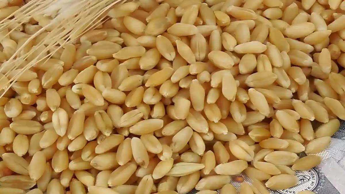 Bhopal breaking : गेहूँ खरीदी के लिये आज से पंजीयन होगा शुरू....