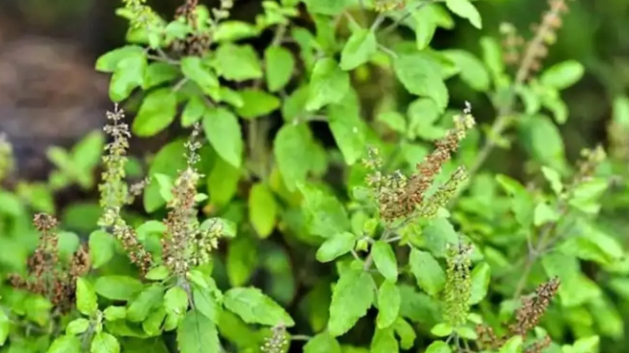 Tulsi : भगवान विष्णु और माता लक्ष्मी की प्रिय, धार्मिक और औषधीय गुणों से भरपूर...