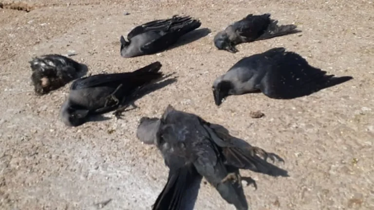 Bird flu