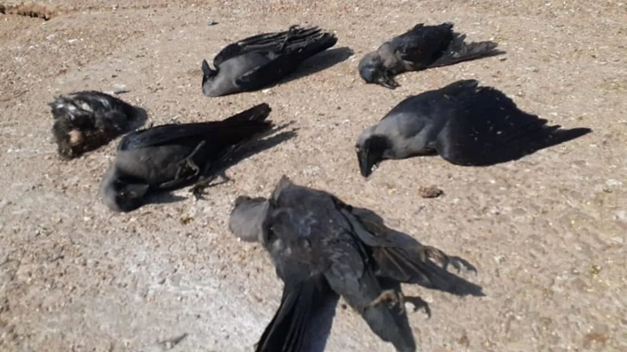 Bird flu