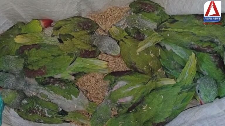 Gariaband News : तोते की तस्करी, 26 नग तोते के बच्चों के साथ आरोपी गिरफ्तार...वीडियो