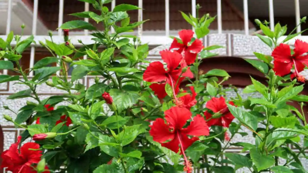 सर्दियों में गुड़हल के पौधे की देखभाल के आसान उपाय...