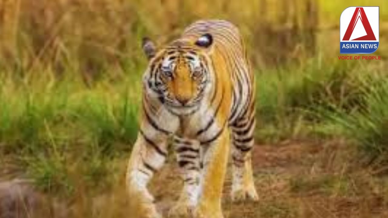 Pendra News : बाघिन प्रभावित क्षेत्र में स्कूल में छुट्टी घोषित