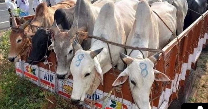 Raipur Breaking : राजधानी में गौ तस्करी का पर्दाफाश...!