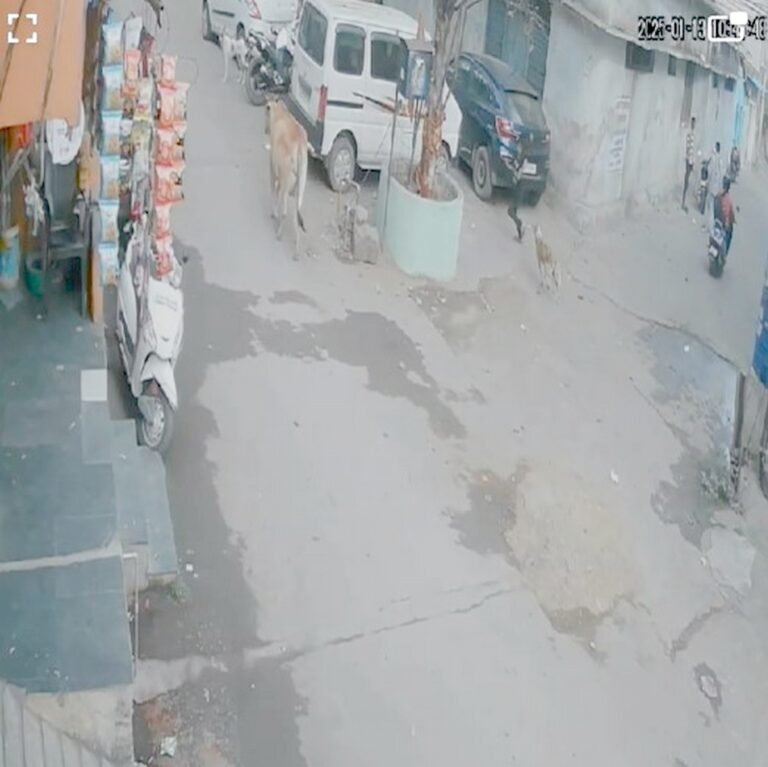 राजधानी में कुत्ते का आतंक : 8 साल की बच्ची को दौड़ाकर मारा झपट्टा...वीडियो