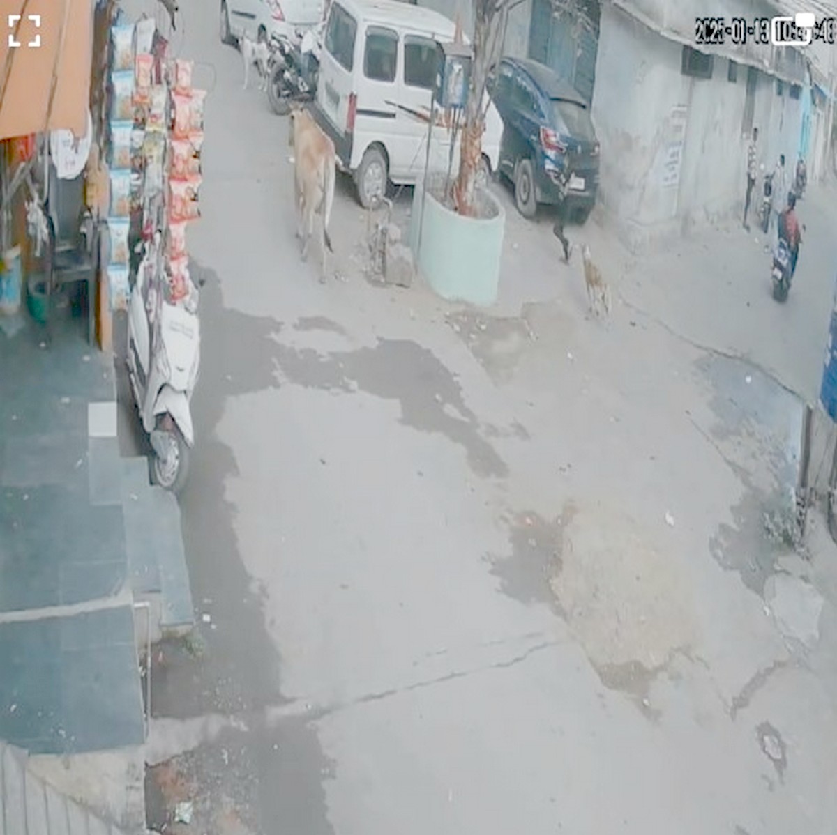 राजधानी में कुत्ते का आतंक : 8 साल की बच्ची को दौड़ाकर मारा झपट्टा...वीडियो