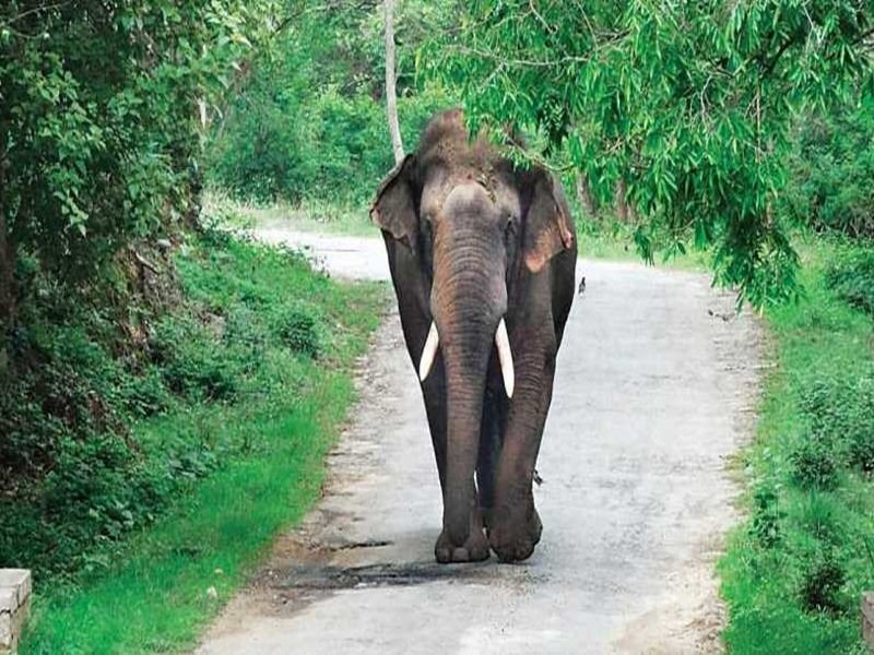 जतमई मंदिर के पास दंतैल हाथी का उत्पात, वन विभाग ने पर्यटकों को किया अलर्ट....