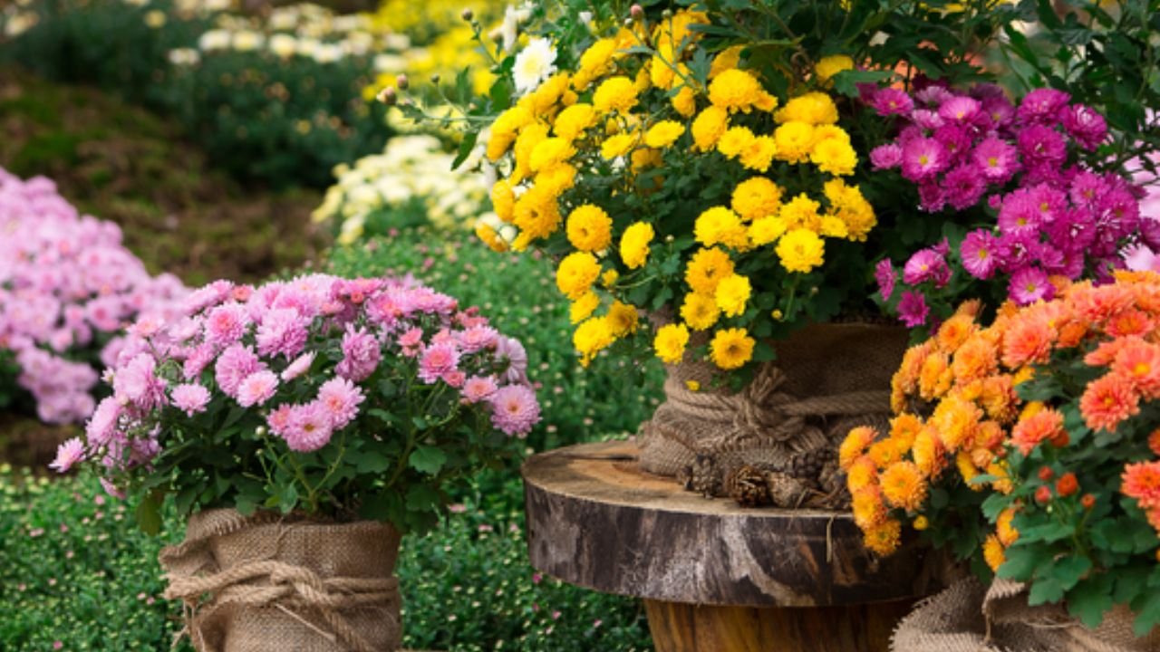 Flower Best For Health