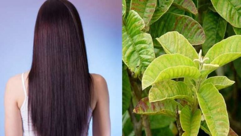 Hair Care : अमरूद के पत्तों से बढ़ाएं अपने बालों की लंबाई...