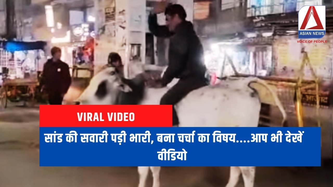 Viral Video : सांड की सवारी पड़ी भारी, बना चर्चा का विषय....आप भी देखें वीडियो