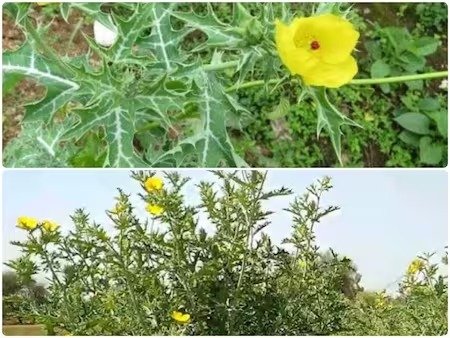 WhatsApp Image 2025-01-02 at 9.42.48 AM