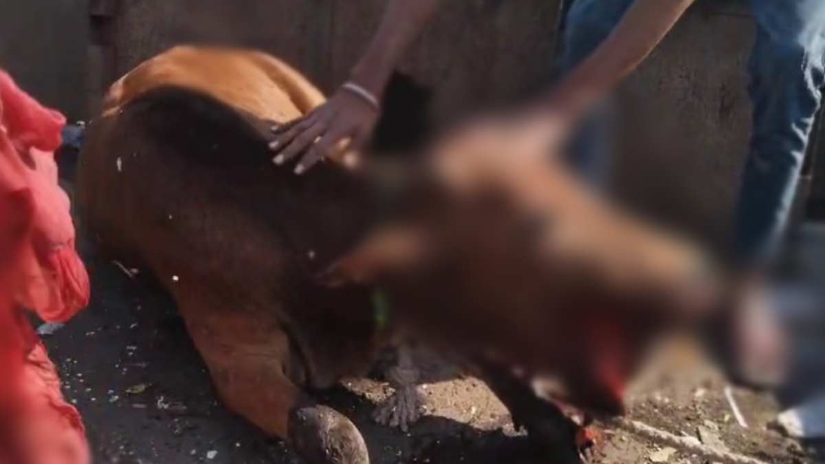 MP Breaking News : औबेदुल्लागंज में सुअरमार बम खाने से गाय का जबड़ा फटा, गऊ भक्तों में आक्रोश