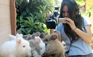 Rabbit Fever : जानिए क्या है ये रैबिट फीवर 3 WhatsApp Image 2025 01 06 at 6.26.37 PM 2