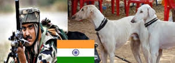 बॉर्डर की निगहबानी करेंगे शेर का शिकार करने वाले श्वान : BSF के जांबाज जवान दे रहे प्रशिक्षण, इंडो - पाक सीमा पर होंगे तैनात