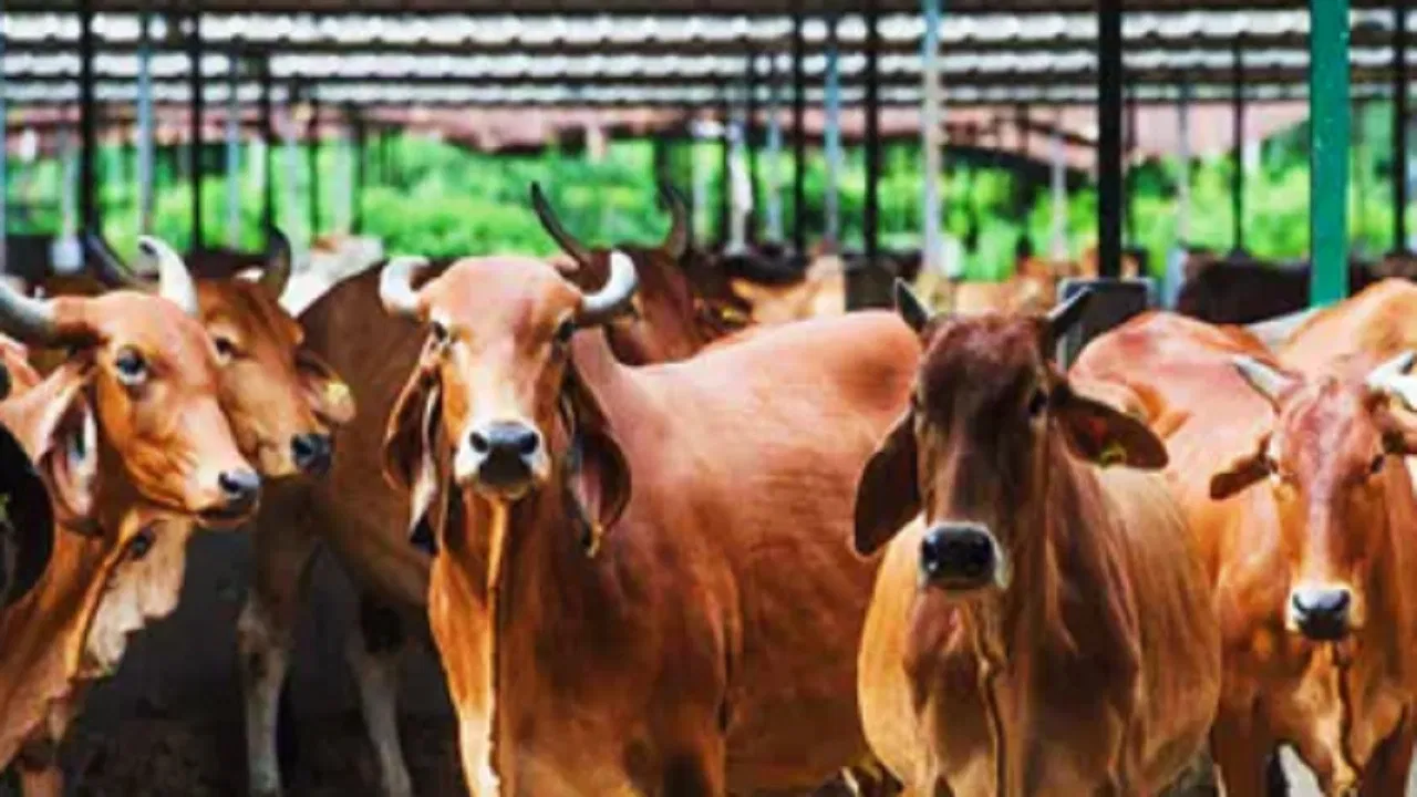 Bhopal Breaking : किसानों और पशुपालकों के लिए बड़ी खुशखबरी, मोहन सरकार ने किया बोनस का ऐलान...
