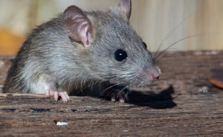 Rats Home Remedies : घर को चूहों से बचाने के लिए अपनाएं ये आसान उपाय...