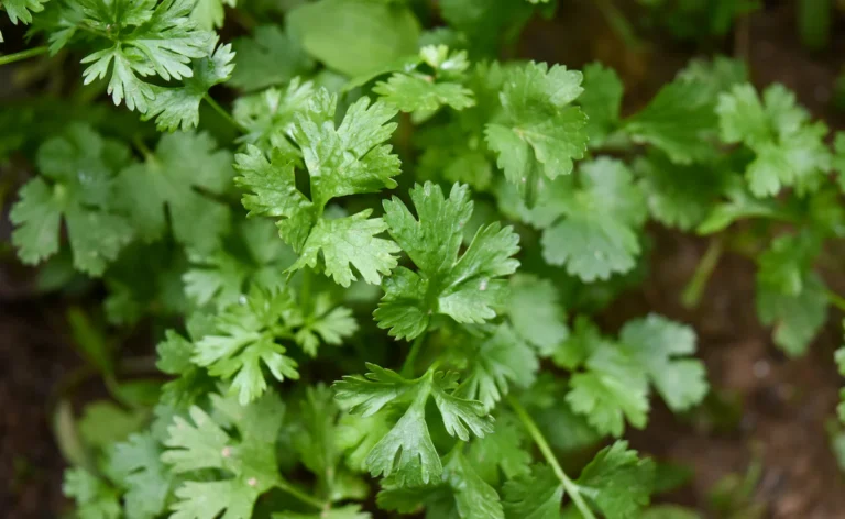 How to store dhaniya patti : धनिया पत्ती को लंबे समय तक ताजा रखने के 4 आसान उपाय...