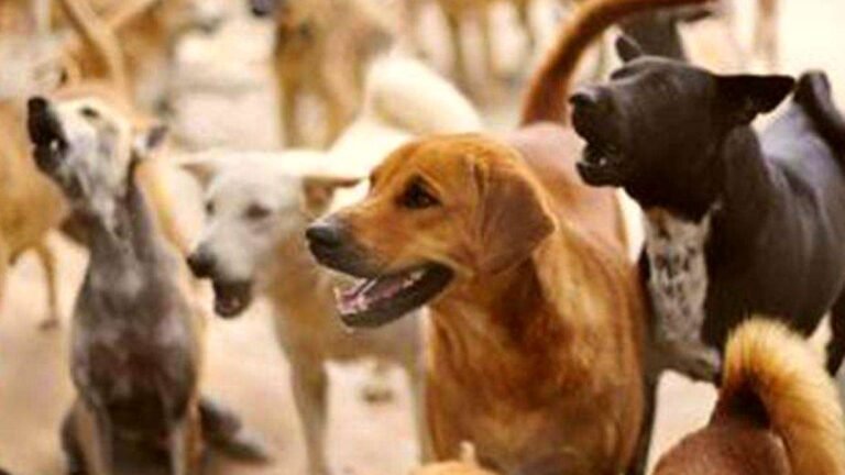 UP News : आवारा कुत्तों के हमले से मासूम की गई जान...