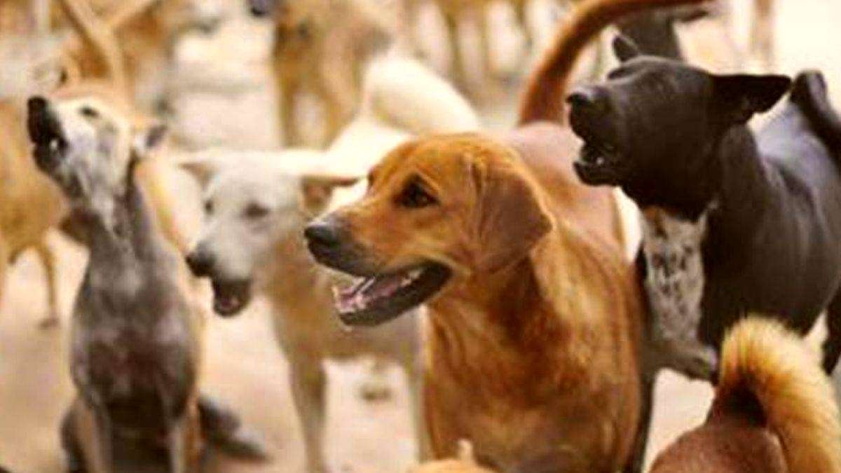 UP News : आवारा कुत्तों के हमले से मासूम की गई जान...