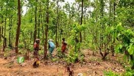 Raipur Breking : वन अधिकार अधिनियम पर कार्यशाला आज, आजीविका और संरक्षण पर होगी परिचर्चा...