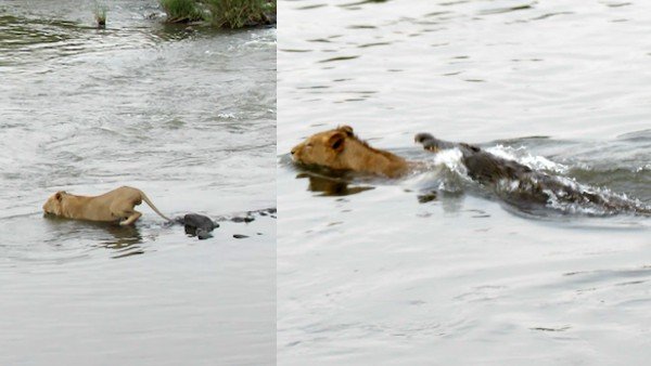 Viral Video : शेर और मगरमच्छ की रोमांचक भिड़ंत, वीडियो ने उड़ाए लोगों के होश...