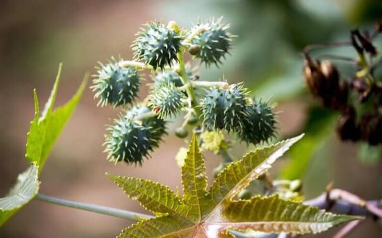 अरंड का पौधा, जिसे कैस्टर प्लांट के नाम से भी जाना जाता है, आयुर्वेदिक चिकित्सा में अपनी विशेष जगह रखता है। औषधीय गुणों से भरपूर यह पौधा कई बीमारियों का प्राकृतिक इलाज है। विशेष रूप से चोट, दर्द और सूजन जैसी समस्याओं में यह बहुत लाभकारी माना जाता है।