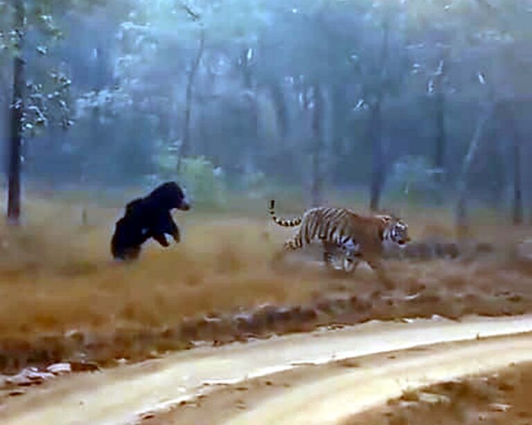 सतपुड़ा टाइगर रिजर्व : भालू ने टाइगर को दौड़ाया, रोमांचक वीडियो वायरल