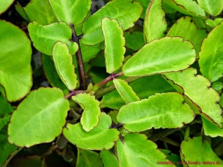 Patharchatta : इम्यूनिटी बढ़ाने और ब्लड प्रेशर नियंत्रित करने का प्राकृतिक तरीका...