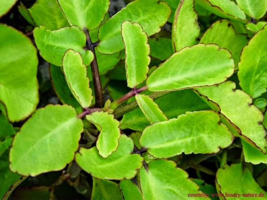 Patharchatta : इम्यूनिटी बढ़ाने और ब्लड प्रेशर नियंत्रित करने का प्राकृतिक तरीका...