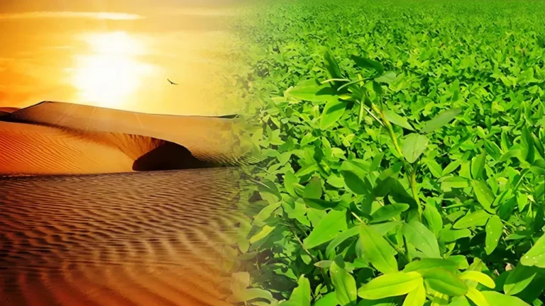 Scientists claim: क्या रेगिस्तान फिर से हरे-भरे जंगल बन सकते हैं?...क्या विज्ञान कर सकता है कमाल?