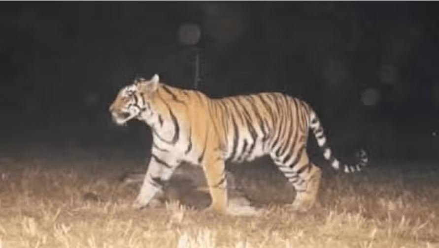 Pendra : पेंड्रा में बाघिन का आतंक, वन विभाग अलर्ट...