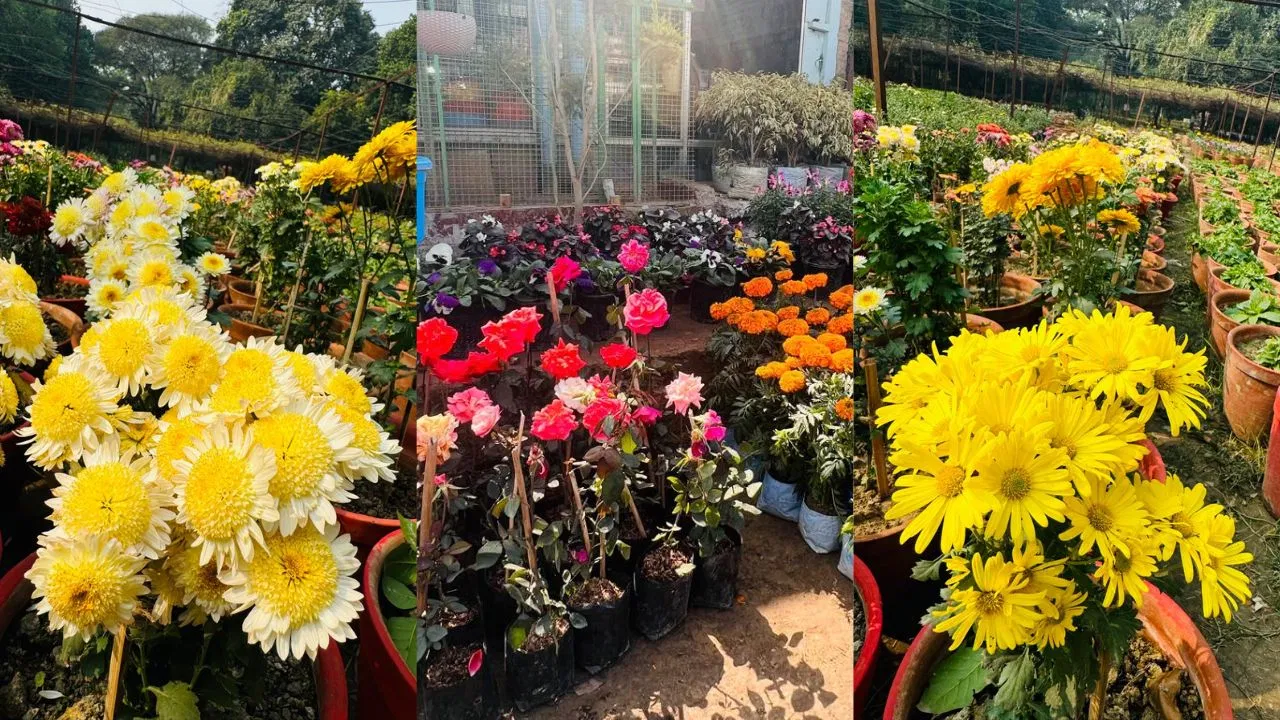 Mahakumbh 2025: महाकुंभ की सजावट में विदेशी और देशी फूल, छह महीने से चल रही है तैयारी...