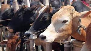 CG News : आखिर कब बंद होगी गौ हत्या....?