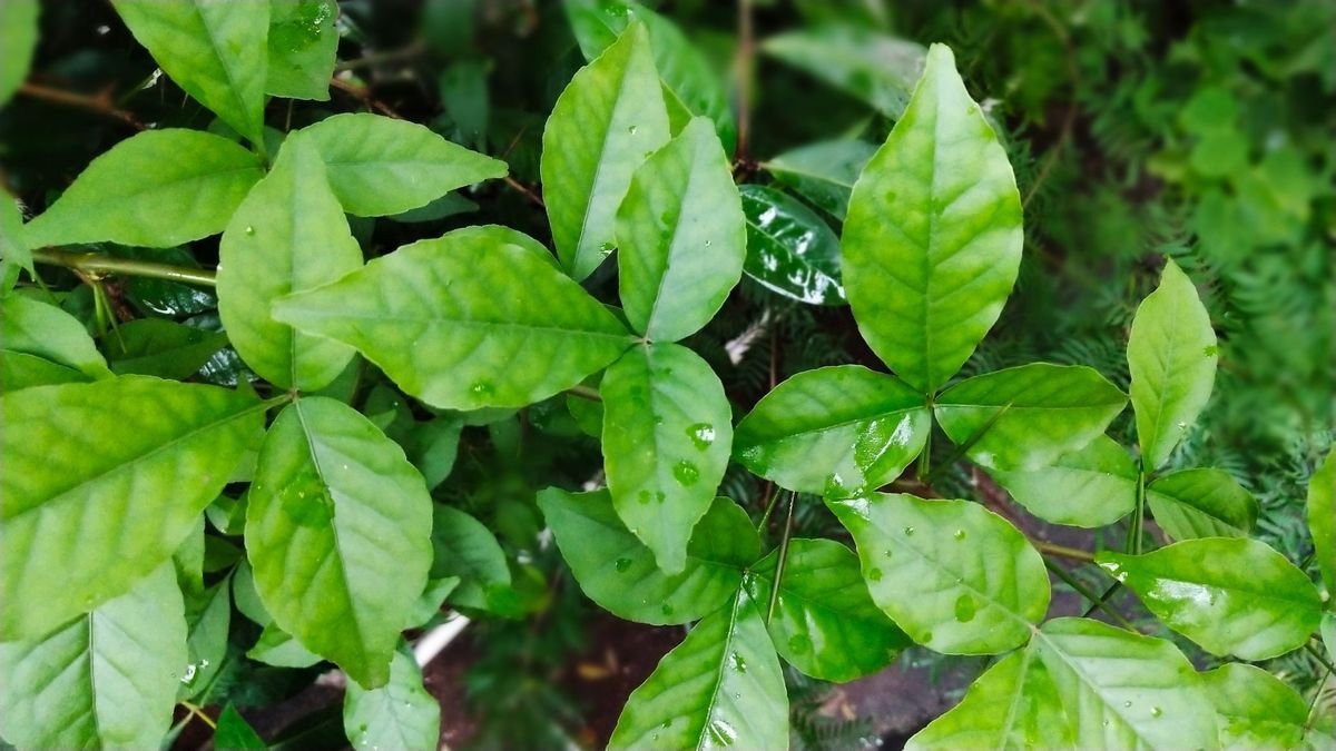 Bael Patra Benefits : इन 4 लोगों के लिए वरदान है सुबह खाली पेट बेलपत्र का सेवन...