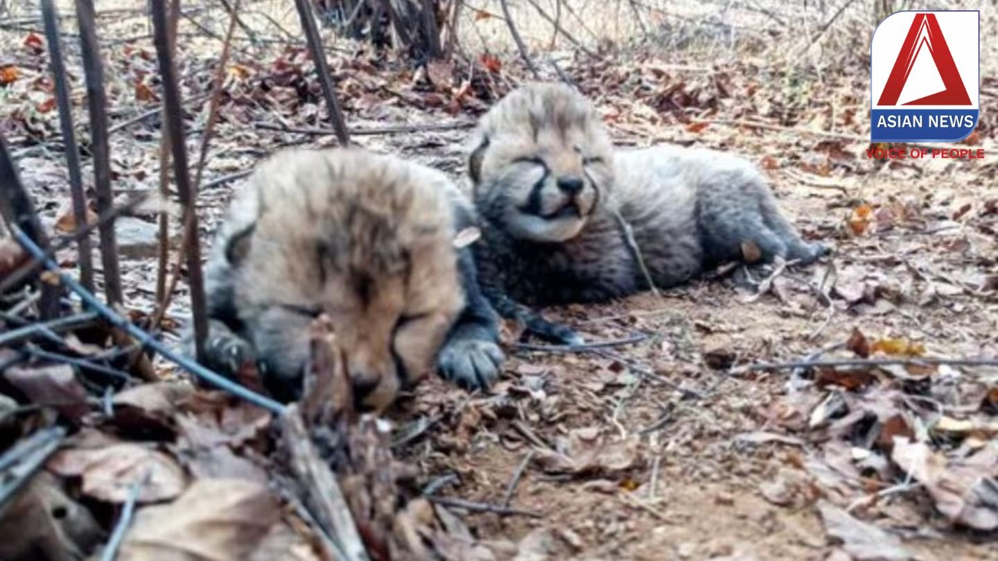 Kuno National Park : नन्हें चीतों की किलकारी से फिर गूंजा कूनो......