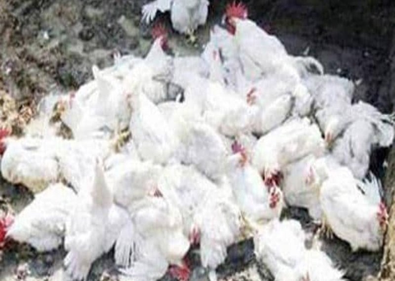 Bird flu H5N1 found in Chhattisgarh : CM साय ने तत्काल किया ये काम