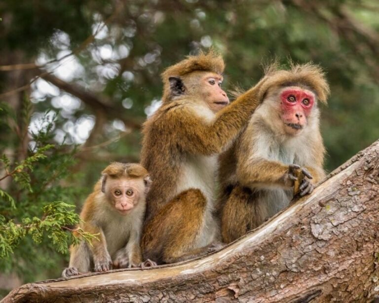 बजरंगबली ने लंका में किया ब्लैकाउट : 3 घंटे तक अंधेरे में रहा पूरा देश, ऊर्जा मंत्री ने बयान किया दर्द