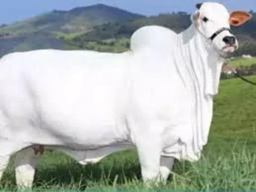 भारतीय नस्ल की गायों का दबदबा, ब्राजील में लगी करोड़ों की बोली....